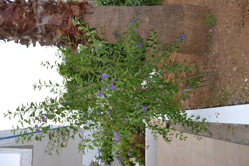 Karavos Hotel Apartments Archangelos  Bagian luar foto